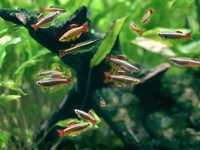 Descubre las especies de peces y plantas perfectas para acuarios de agua fría