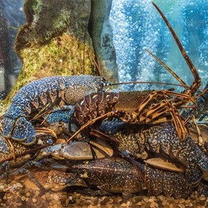 5% de descuento en tu nuevo acuario de hostelería