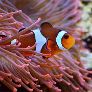 Acuarios de agua salada y sus principales cuidados