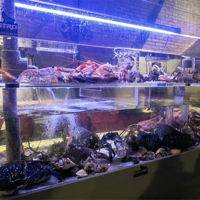 Acuarios para pescaderías