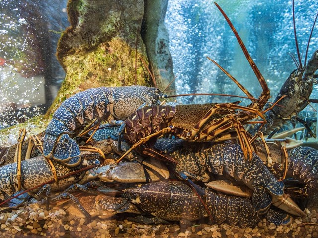 Acuarios personalizados para pescaderías y hostelería