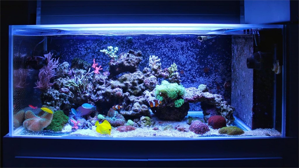 Acuario en casa debo tener en - Acuarios Océano