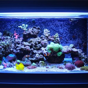 Aspectos a considerar para tener un acuario en casa