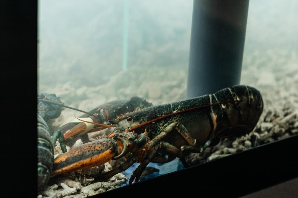 Cómo elegir el mejor acuario de marisco para tu restaurante