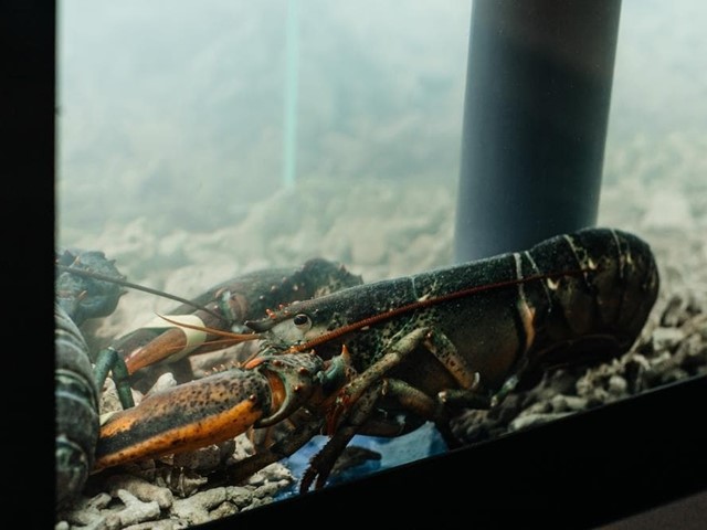 Cómo elegir el mejor acuario de marisco para tu restaurante