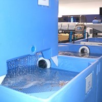 ¿Cómo funciona una cetárea de marisco?