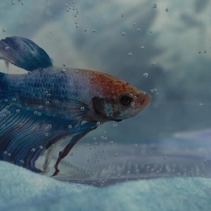¿Cómo limpiar un acuario?