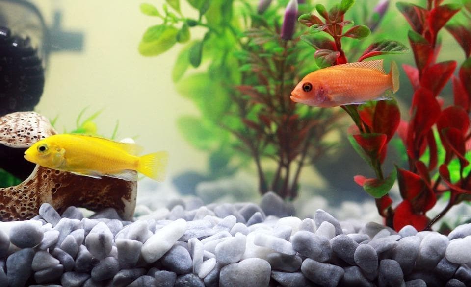 Consejos para decorar un acuario