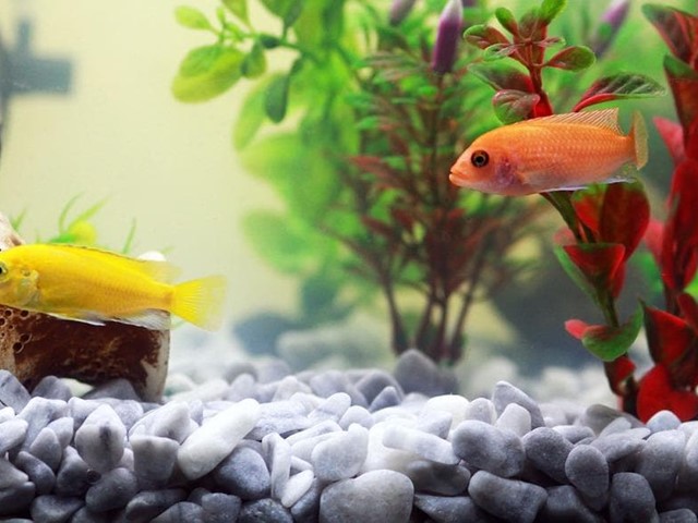 Consejos para decorar un acuario