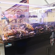 Especialistas en la fabricación de acuarios expositores de mariscos