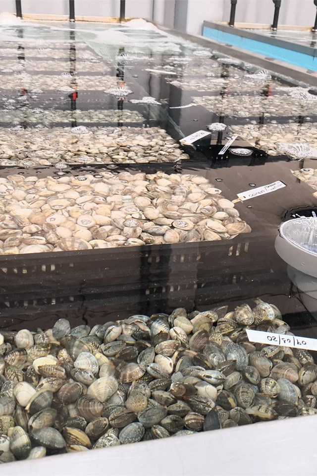 Fabricación a medida de cetáreas y depuradoras