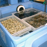Fabricación e instalación de depuradoras de marisco a medida