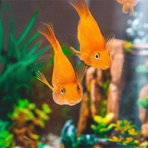 ¿Filtro interno o externo? Escoge la mejor opción para tu acuario