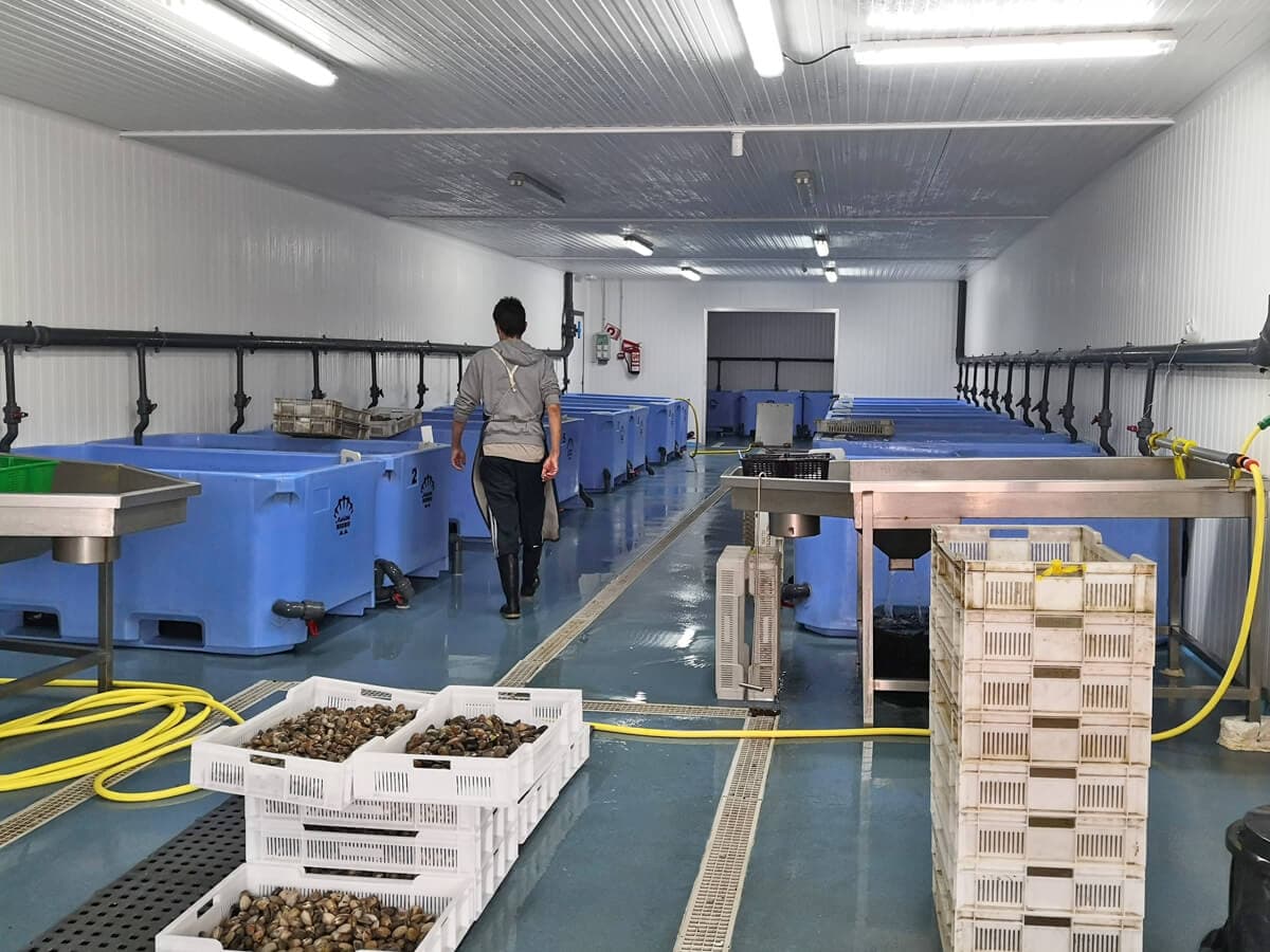 Cetáreas y depuradoras para marisco y crustáceos