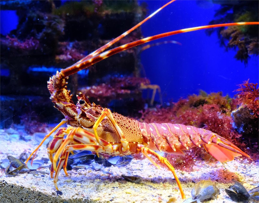 Las claves para mantener la calidad del agua y la salud del marisco en tu acuario