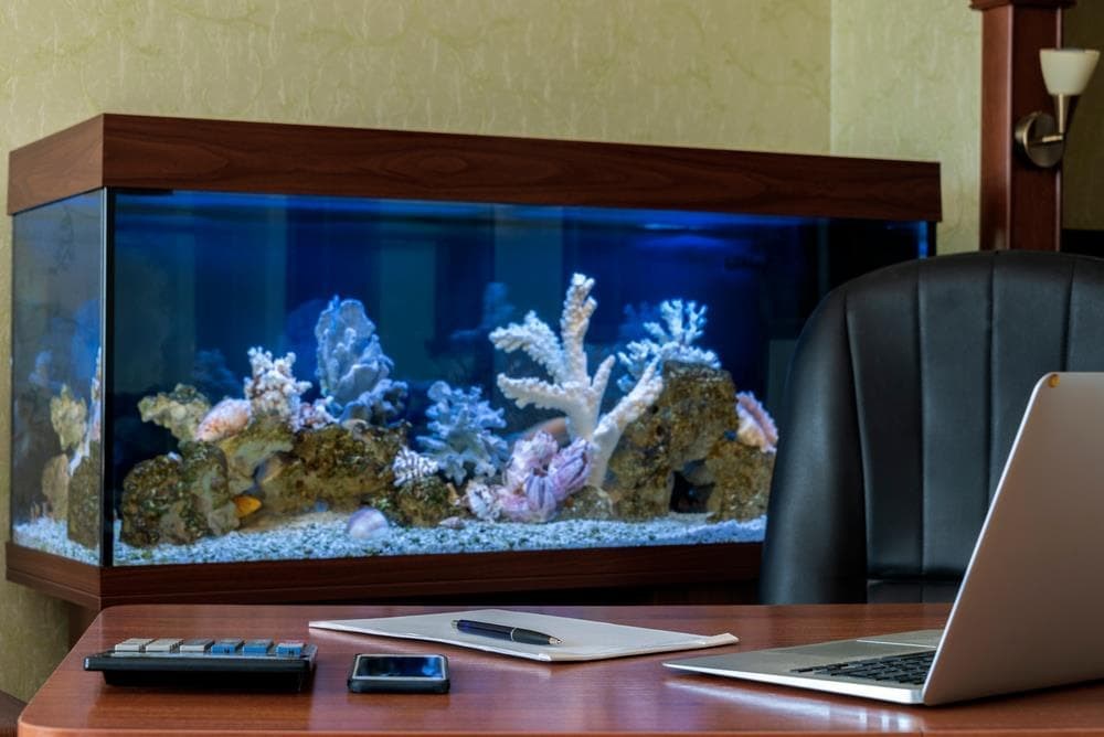 Los beneficios de tener un acuario de peces en tu oficina
