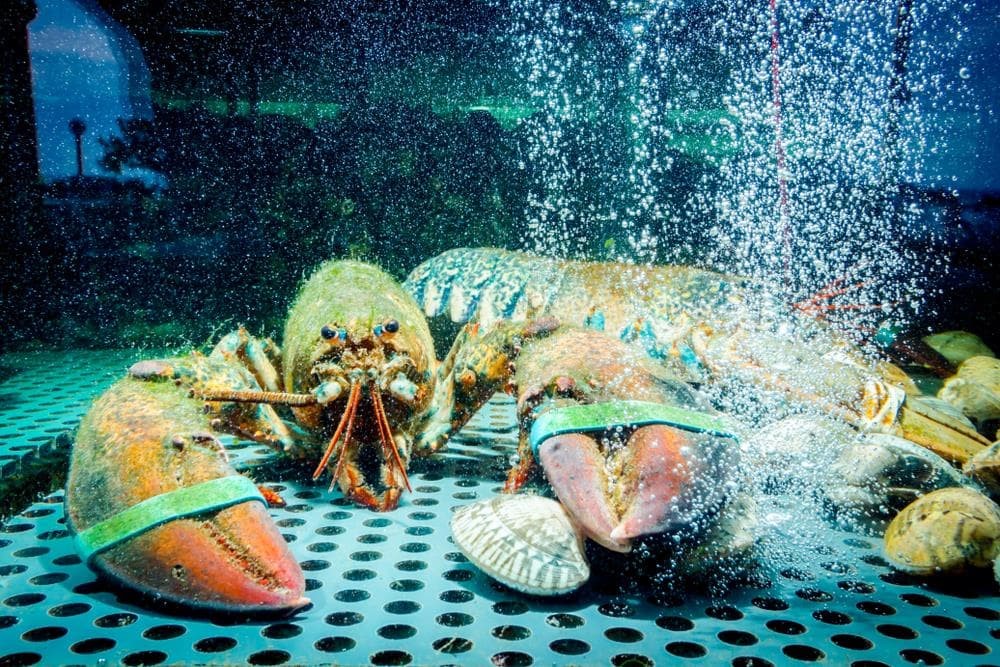 Los mejores mariscos para degustar en Navidad y cómo conservarlos en tu acuario