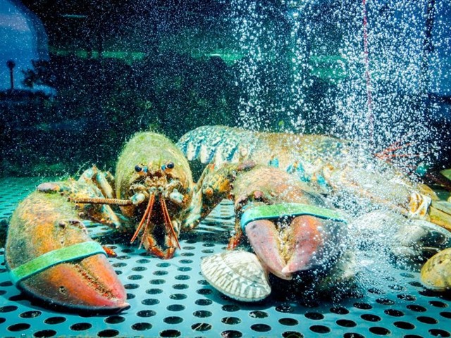 Los mejores mariscos para degustar en Navidad y cómo conservarlos en tu acuario