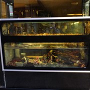 Mantenimiento de viveros para marisco