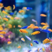 Mantenimiento del acuario en casa