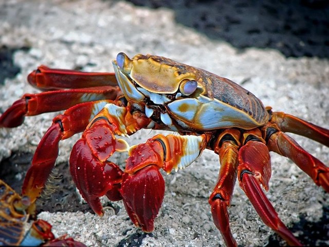 Mariscos típicos de acuarios para hostelería 