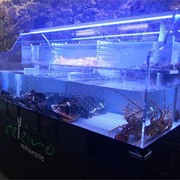 ¿Por qué confiar a Acuarios Océano Atlántico la construcción de un acuario para marisco?