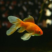 ¿Por qué es tan importante medir la temperatura de un acuario doméstico?