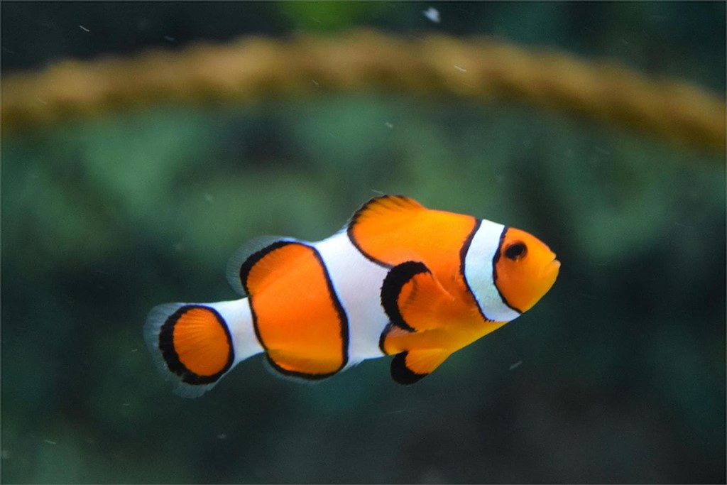 ¿Puedo tener un acuario sin filtro?