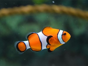 ¿Puedo tener un acuario sin filtro?