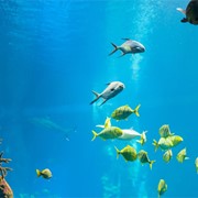 ¿Qué accesorios incorporar a tu acuario para marisco?