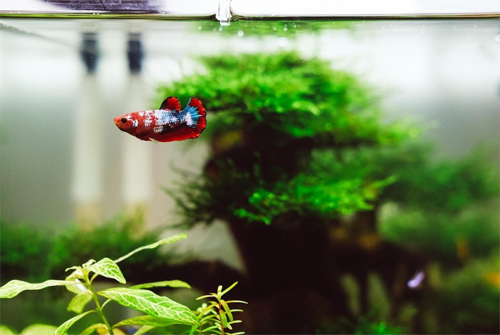 ¿Qué peces escoger para decorar tu vivienda con un acuario?