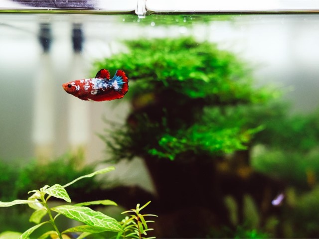 ¿Qué peces escoger para decorar tu vivienda con un acuario?