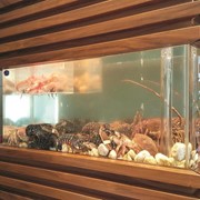 Razones para adquirir un acuario para marisco vivo en tu negocio