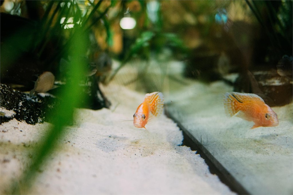 Sorprende a tu familia con un acuario de peces a medida 