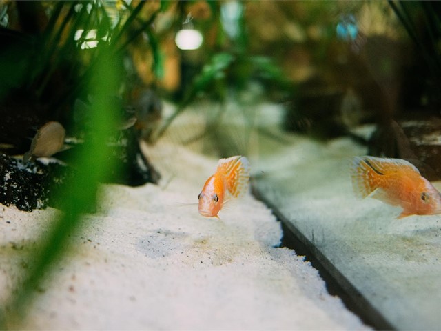 Sorprende a tu familia con un acuario de peces a medida 