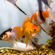Venta de acuarios especiales para peces