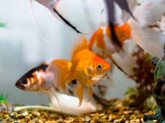 Venta de acuarios especiales para peces